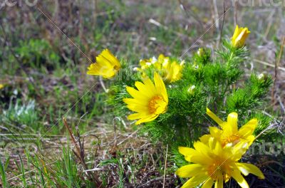 Wild yellow adonis growing in nature, floral natural background