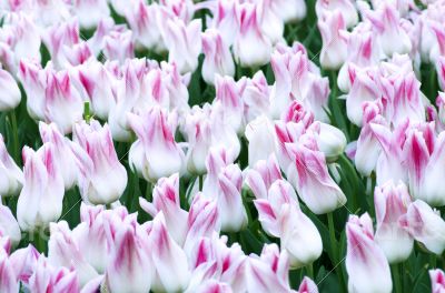 Spring background with tulips over natural background 