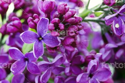 Blooming lilac flowers. Abstract background. Macro photo. 