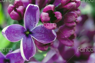 Blooming lilac flowers. Abstract background. Macro photo. 