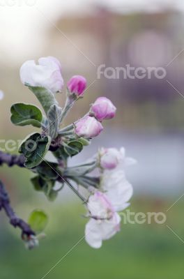 blossom apple tree. Apple flowers close-up. 