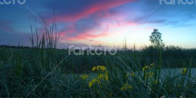 Spring landscape with yellow flower on hill and majestic sunset 