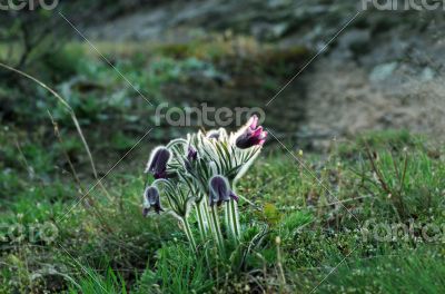 Pasque Wild Flower Group in setting sun