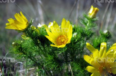 Wild yellow adonis growing in nature, floral natural background