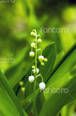 Close up of Lily of the valley Close up of Lily of the valley