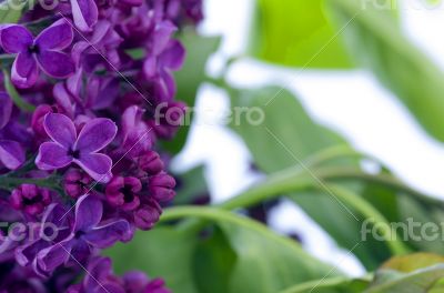 Blooming lilac flowers. Abstract background. Macro photo. 