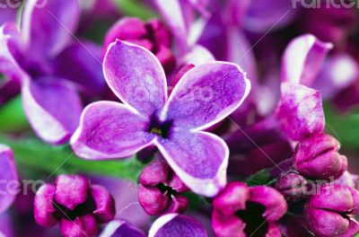 Blooming lilac flowers. Abstract background. Macro photo. 