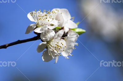 Cherry blossom closeup over natural background 