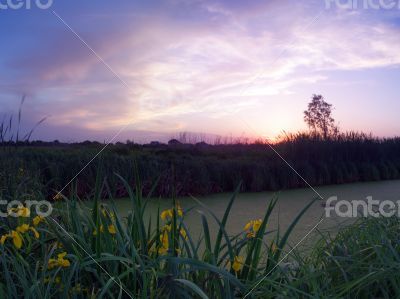 Spring landscape with yellow flower on hill and majestic sunset 