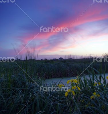 Spring landscape with yellow flower on hill and majestic sunset 