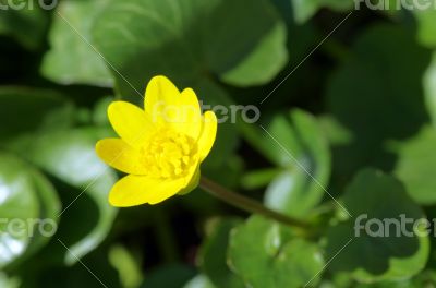 Wild adonis in meadow during sunrise 