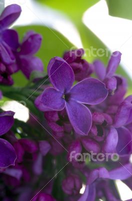 Blooming lilac flowers. Abstract background. Macro photo