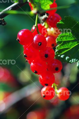 A branch of red currant