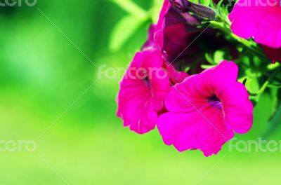 A cluster of purple petunias hanging on tree close up 