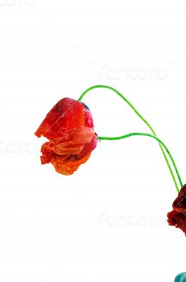 Studio Shot of Red Colored Poppy Flowers Isolated on White Backg