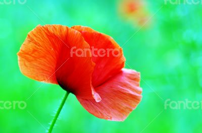 Red poppies blooming in the wild meadow 