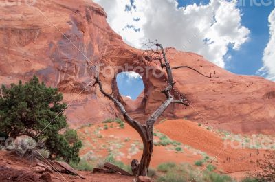 Monument valley ear with tree in foreground.