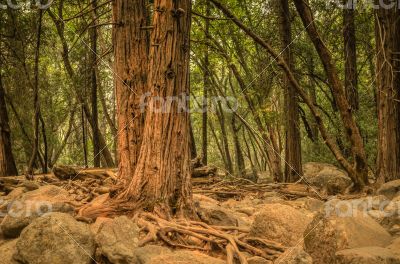 Yosemite look into fire forest