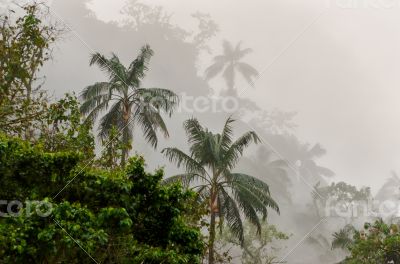 Cloud forest