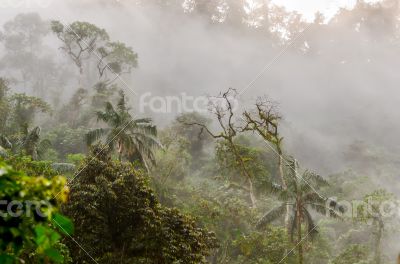 Cloud forest