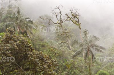 Cloud forest