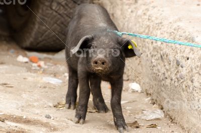 Pig on a market