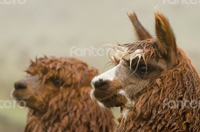 Alpacas