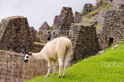 Llama in Machu Picchu