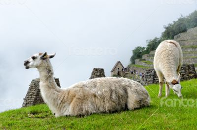 Llama in Machu Picchu