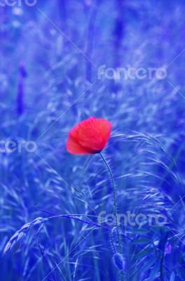 Red poppies blooming in the wild meadow