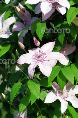 Close up of beautiful single white clematis flower 