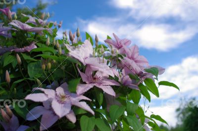 Close up of beautiful single white clematis flower