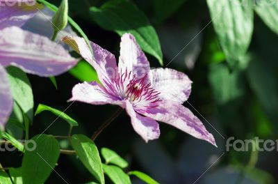 Close up of beautiful single white clematis flower