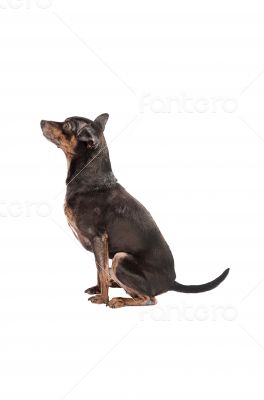 Chihuahua dog sitting on white