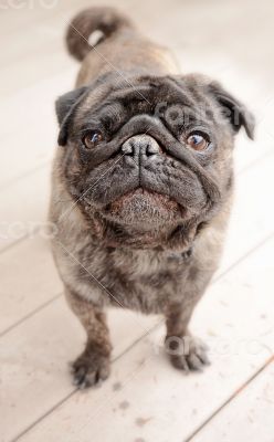 Pug standing outside on a patio