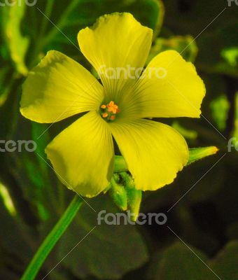yellow-flower-stem