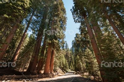 Sequoia tree street