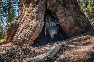 big Sequoia root