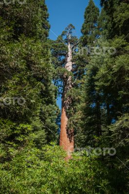 Sequoia forest