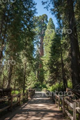 tree trail Sequoia