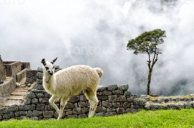 Llama in Machu Picchu