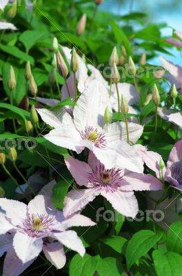 Close up of beautiful single white clematis flower 