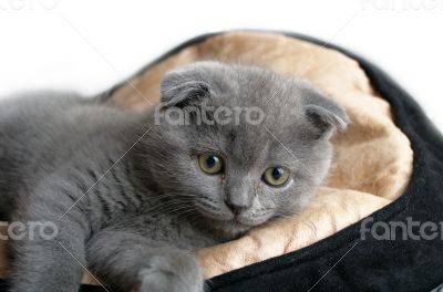 top view of baby cat kitten lying