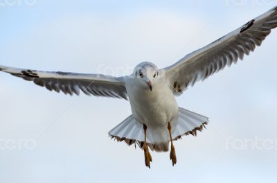 Seagull