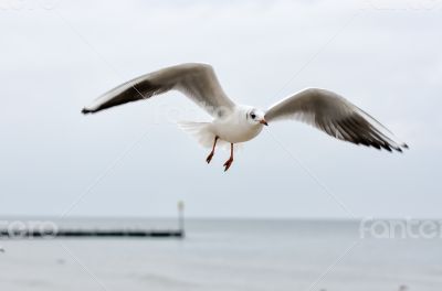 Seagull