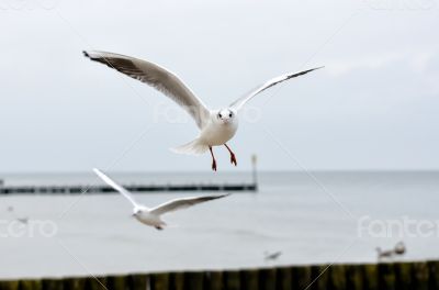 Seagull