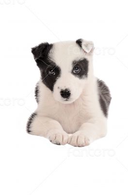 Border Collie Puppy