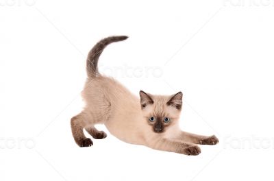 Stretching siamese kitten