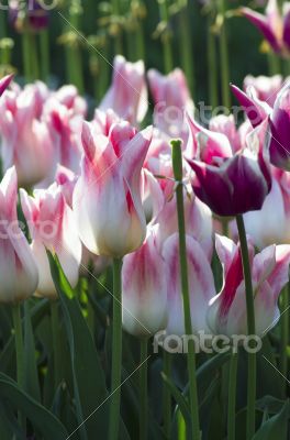 Spring background with tulips over natural background Spring background with tulips over natural background