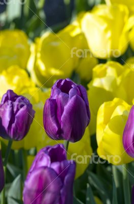 Spring background with tulips over natural background Spring background with tulips over natural background